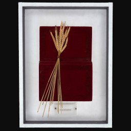 Sheaf of wheat displayed within a frame with a dark red backdrop