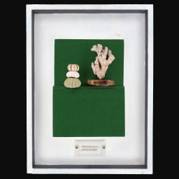 Four pieces of coral displayed within a frame with a green backdrop